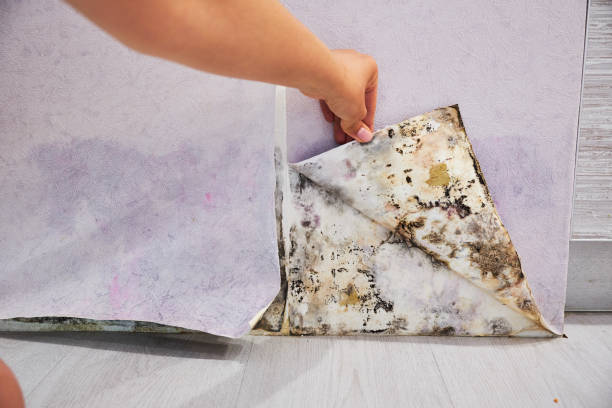 Comprehensive Mold Removal and Prevention Services